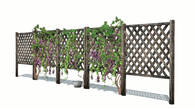 fence with vine tendrils 4
