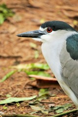 Black-crowned Night Heron