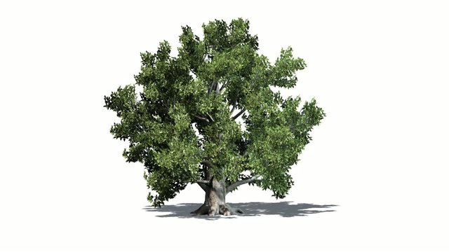 european beech in the wind
