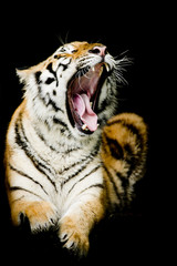 Portrait of tiger