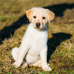Beautiful White Dog Lab Labrador Retriever Pup Puppy Whelp