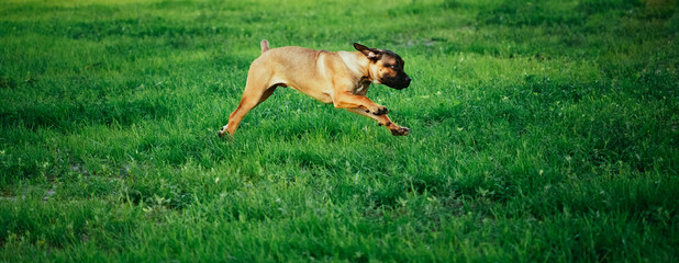 Cane Corso Whelp Puppy Running On Green Grass
