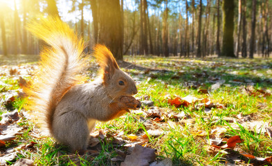 Squirrel