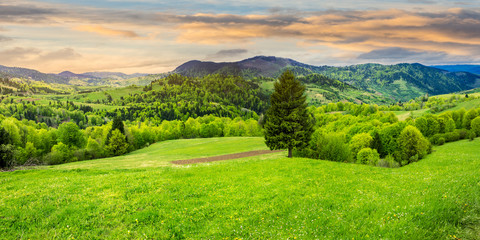 coniferous tree in a panoramic valley at sunrise - obrazy, fototapety, plakaty
