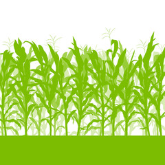 Corn field vector background ecology green concept