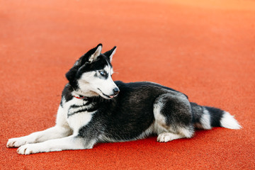 Young Husky Puppy Dog Sitting In Red Floor Outdoor