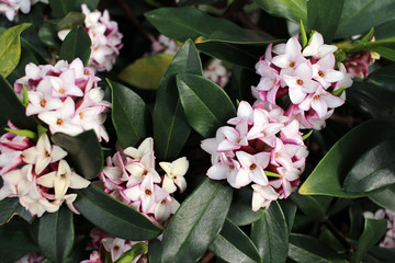Flowers bloom in spring emit a nice fragrance, daphne