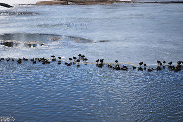 Ducks playing in frozen water, Big Bear Lake, California
