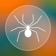 Spider icon
