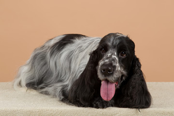 portrait of english cocker spaniel