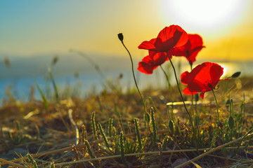Poppy flower at sunrise on greek island