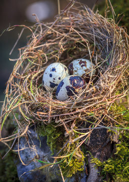 Little spotted quail eggs in straw nest