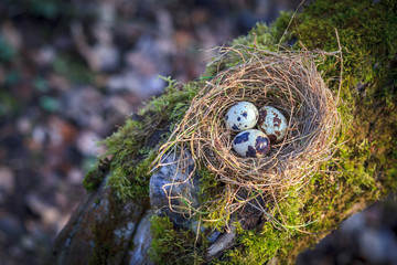 Little spotted eggs in straw nest