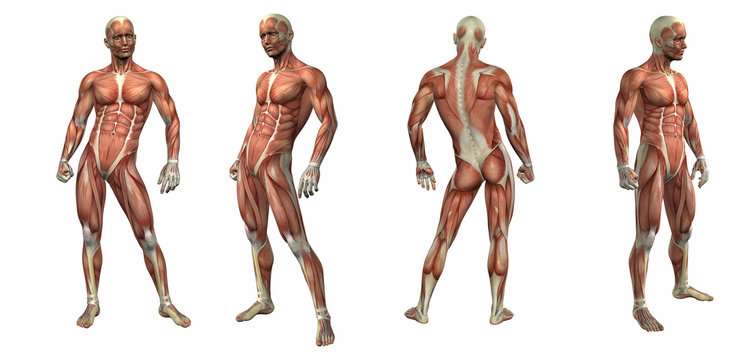 3d render illustration of the muscular system