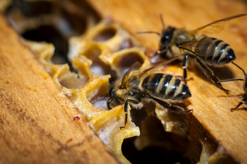 Bees on honey comb