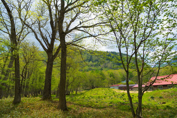 奥日光　光徳牧場の森