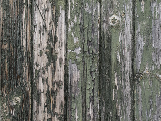 Green and grey wooden background with paint breaking off
