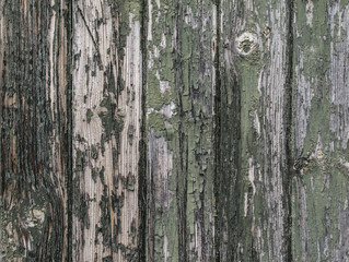 Obraz premium Green and grey wooden background with paint breaking off