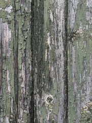 Green and grey wooden background with paint breaking off