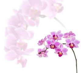 Fototapeta na wymiar Phalaenopsis orchid flowers