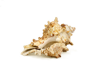 seashell isolated