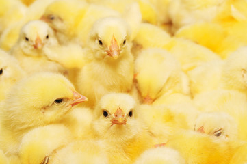 Group of Baby Chicks