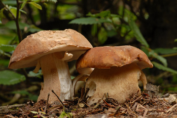 Boletus reticulatus (formerly known as Boletus aestivalis)
