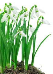 Snowdrops (Galanthus nivalis) on white background