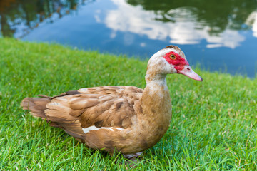 nutmeg duck