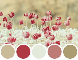Color Palette Of Retro Red Spring Tulips Blossom
