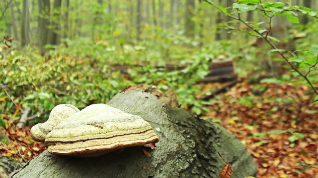 Autumn forest with mushrooms on a tree, close up shoot. HDR