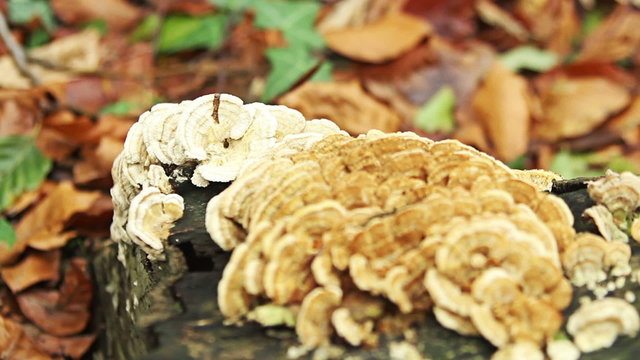 Autumn forest with mushrooms on a tree, close up shoot. HDR