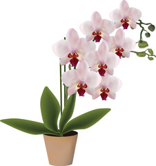 pink blossoming orchid in pot isolated on white