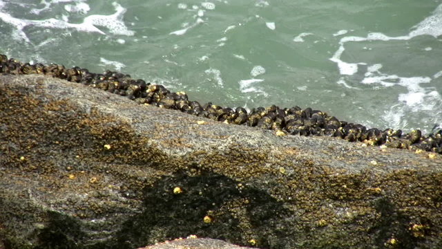 Mussels on Rocks