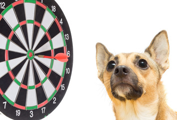 dog and darts on a white background isolated