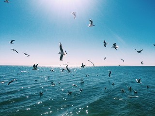 flying seagulls