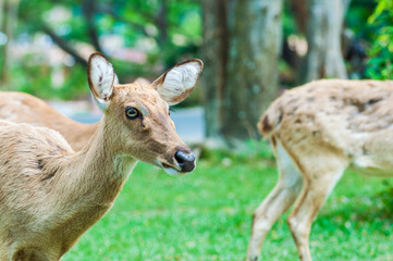 Naklejka na ściany i meble deer in green open zoo