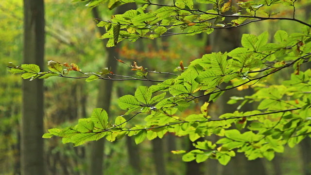 Spring forest in the mountain, green beech branches