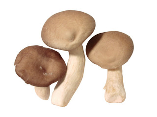 Fototapeta premium 음식이미지