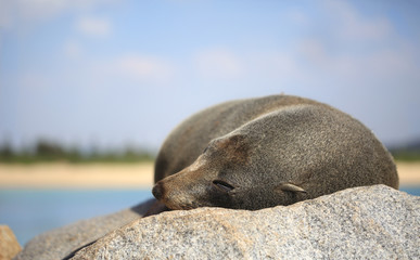 Fototapeta premium Sleepy Fur Seal