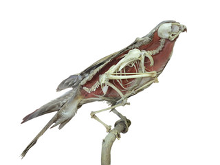 Stuffed falcon bird with skeleton inside isolated over white