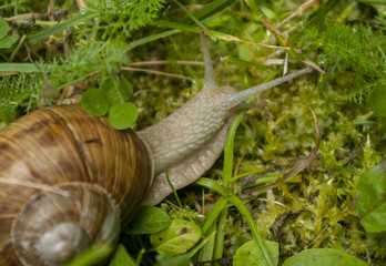Snail in the garden on the grass close up