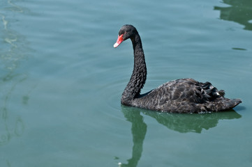 Black swan