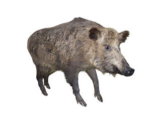 Wild boar pig, isolated over white