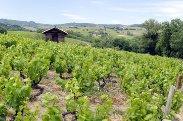 Fototapeta na wymiar Weinbau im Beaujolais 2899