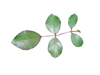 Obraz premium 식물이미지