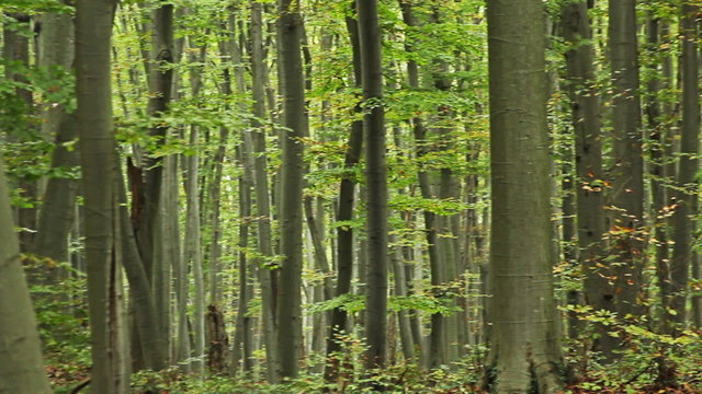 Beech forest in the mountain