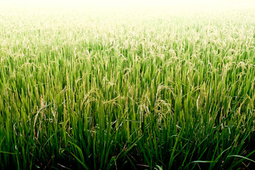 Rice field.