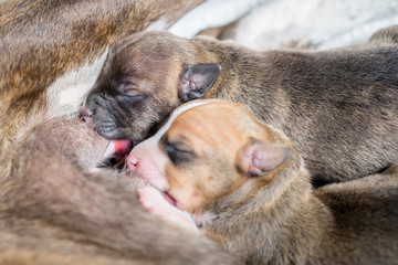 Newborn puppies drinking milk from mother