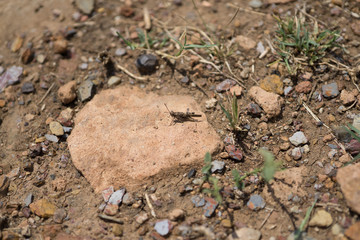 Grasshopper On Rock
